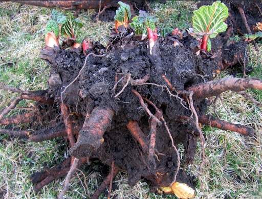 Rhubarb roots to divide